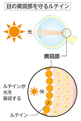 ڂ̉郋eC