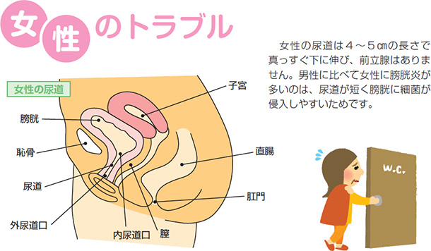 ̃gu@̔A4`5cm̒Ő^ɐLсAOB͂܂BjɔׂďN̂́AAZNɍ׋ۂN₷߂łB