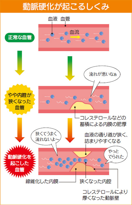 dN邵