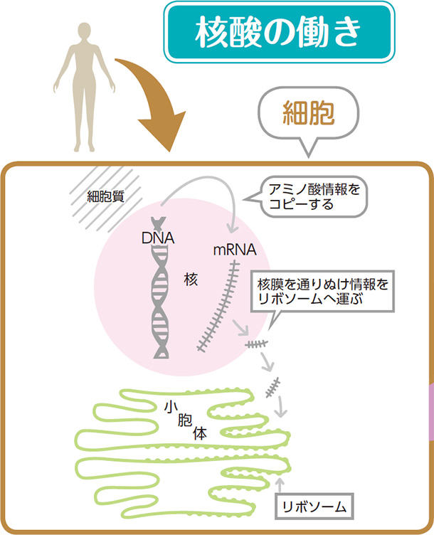 j_̓@A~m_Rs[@jʂʂ{][։^